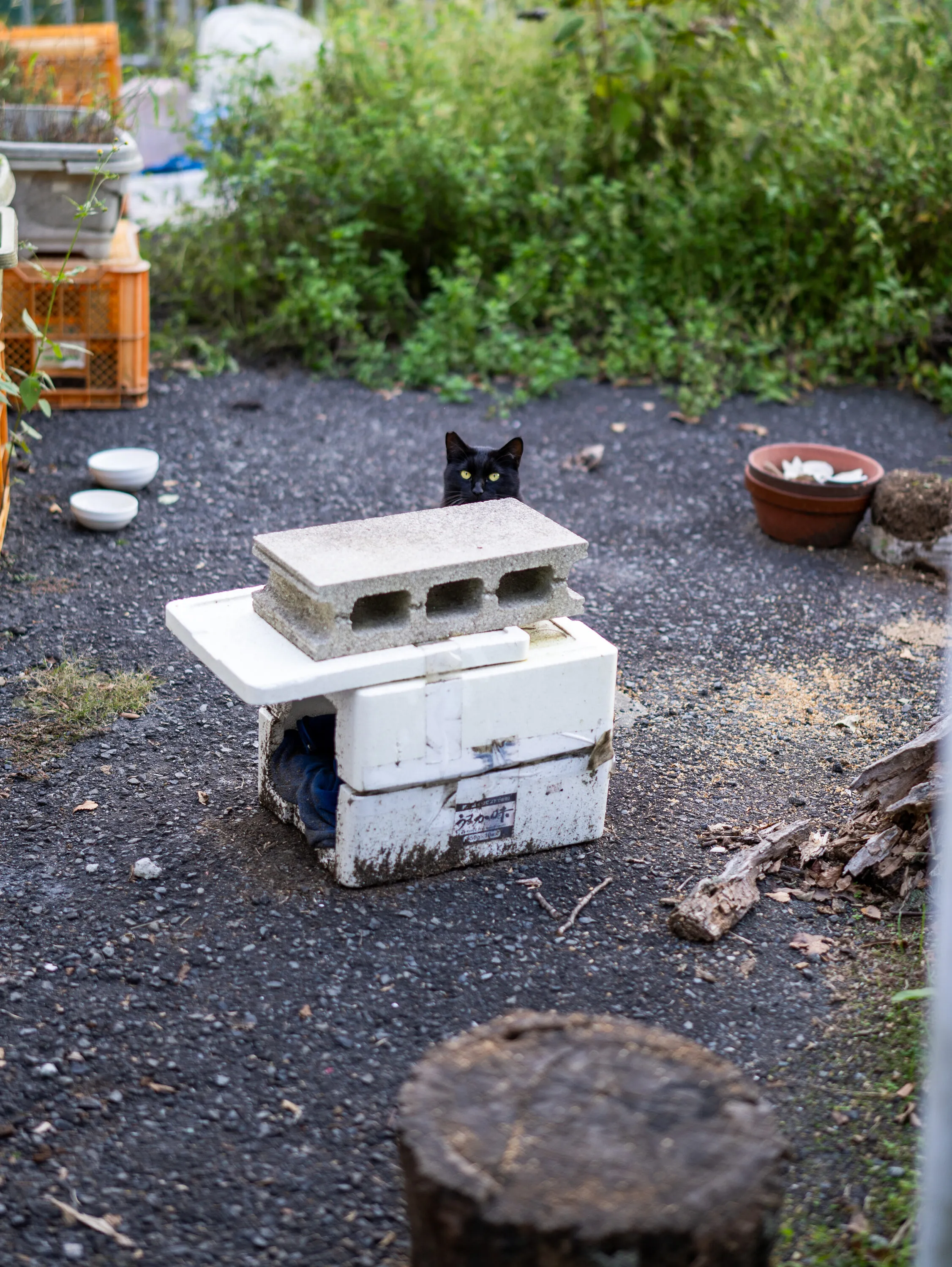 Photograph by Hiroki Anzai, October 2024