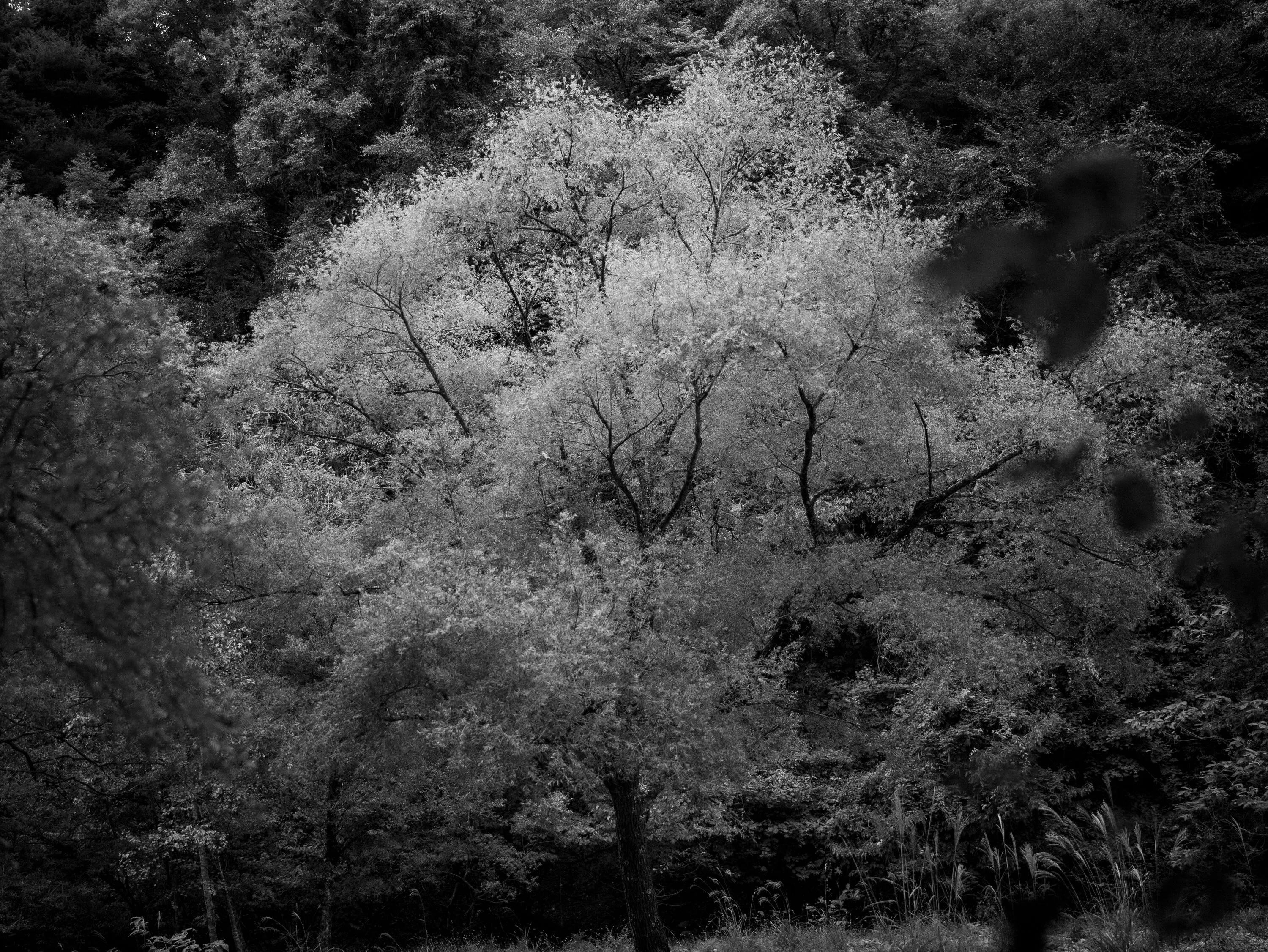 Photograph by Hiroki Anzai, October 2024