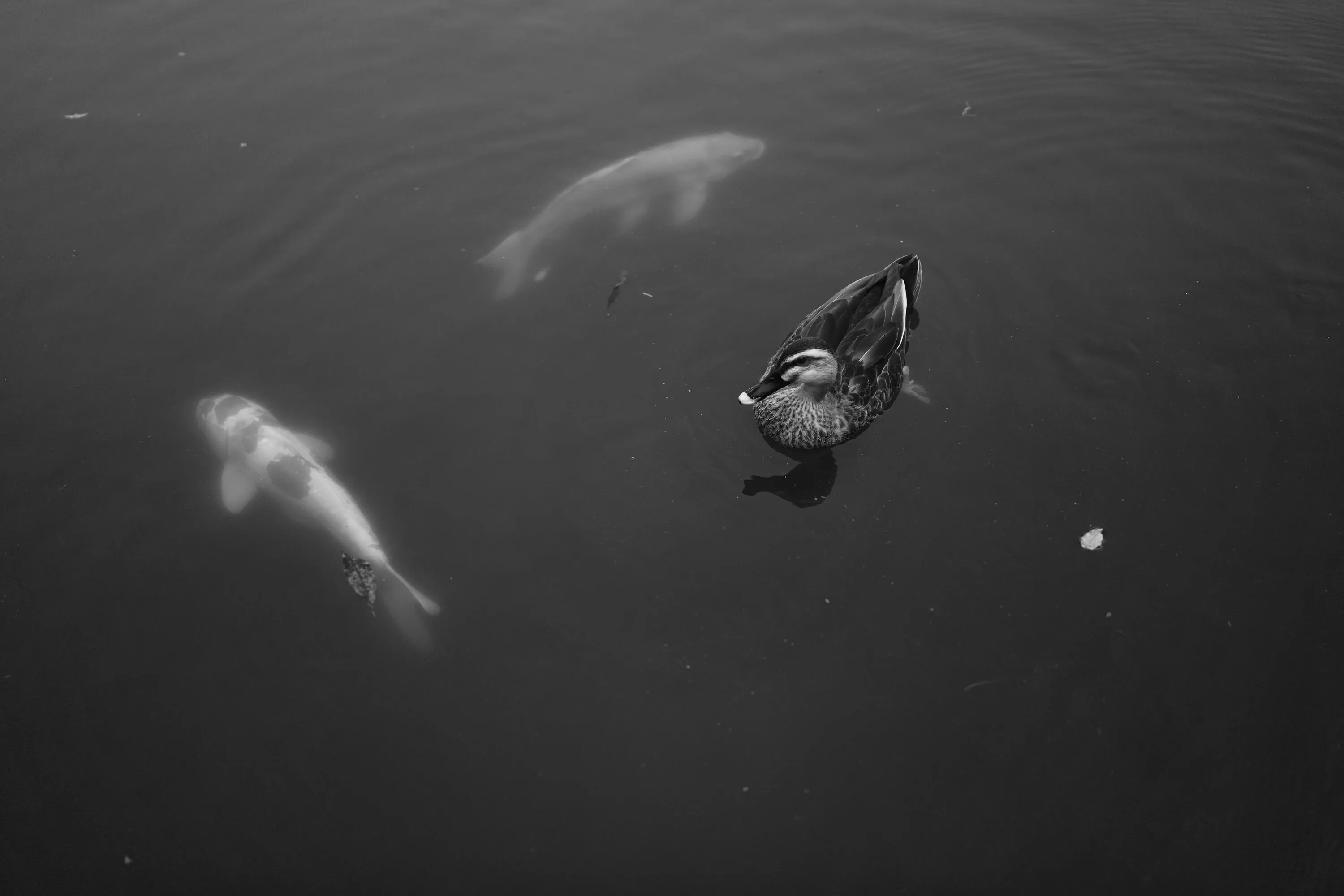 Photograph by Hiroki Anzai
